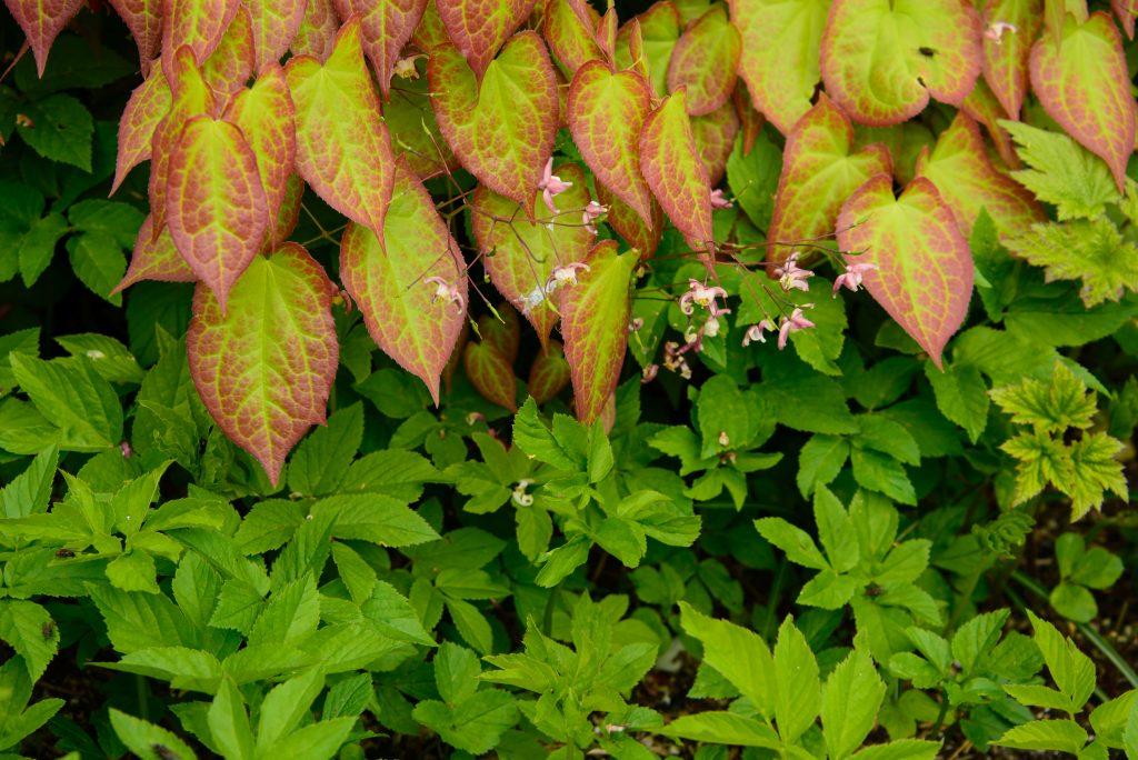 Learn how to get rid of ground elder when it is in your garden