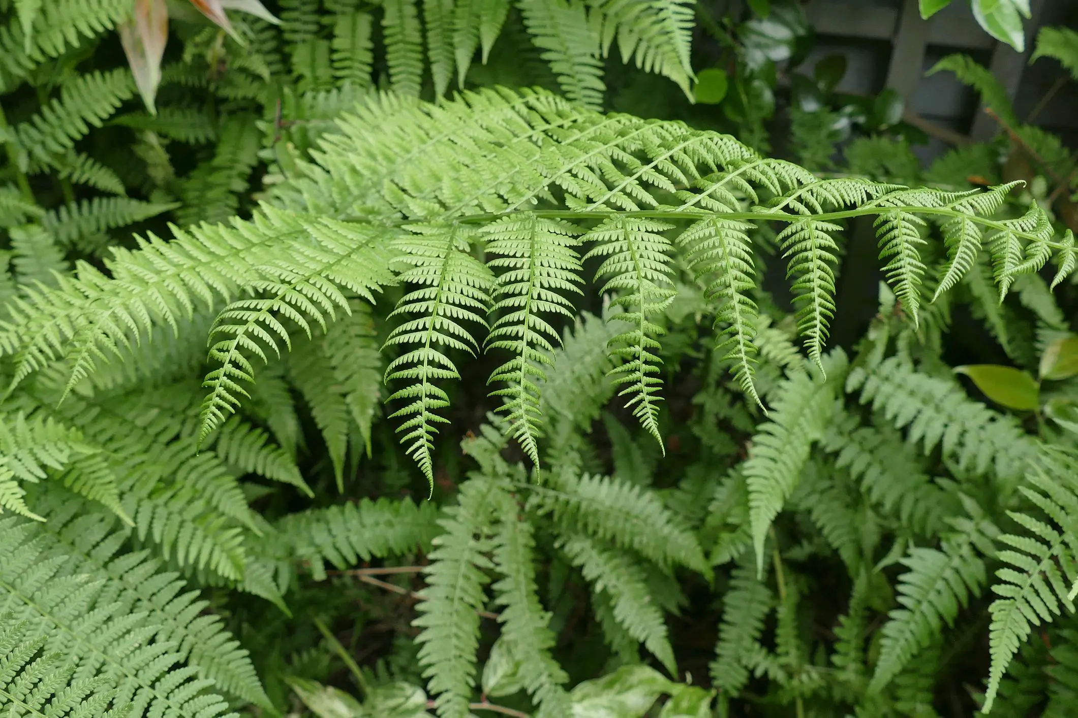 Overgrowth of fern in a garden