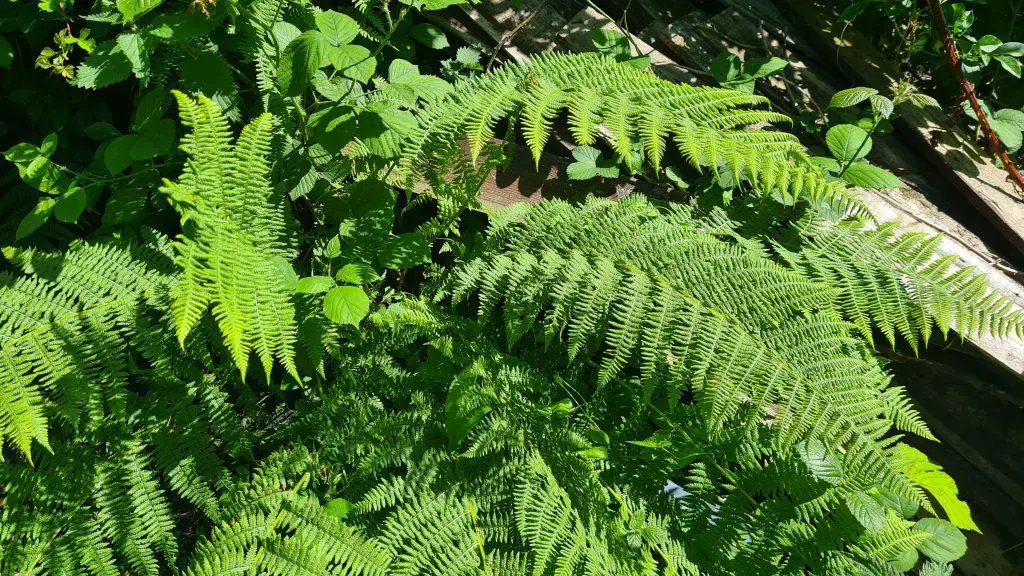 Overgrowth of ferns in a neighbour's garden - get rid of ferns