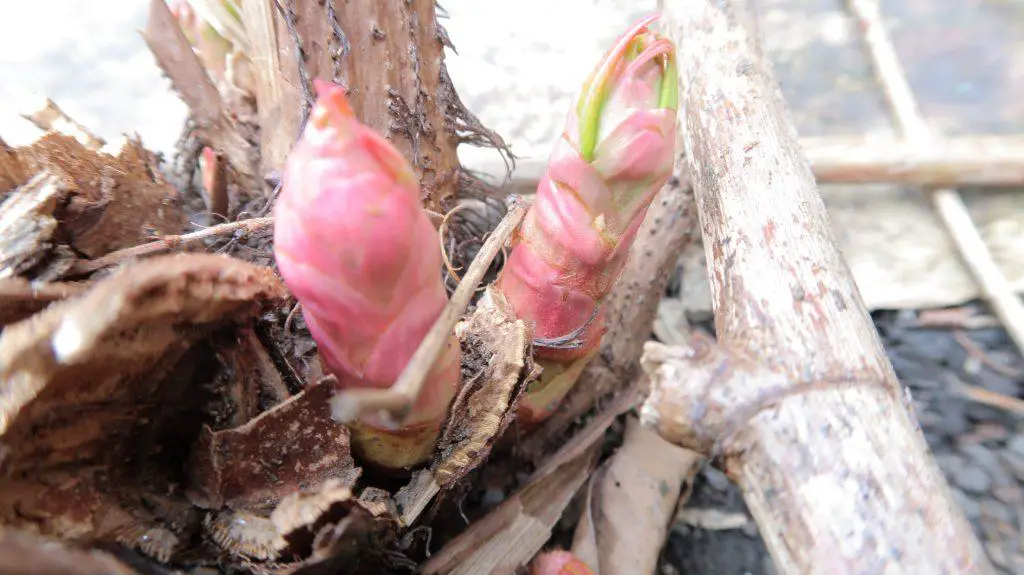 The early signs of Japanese knotweed buds poking out of the ground in early Spring - commercial knotweed removal