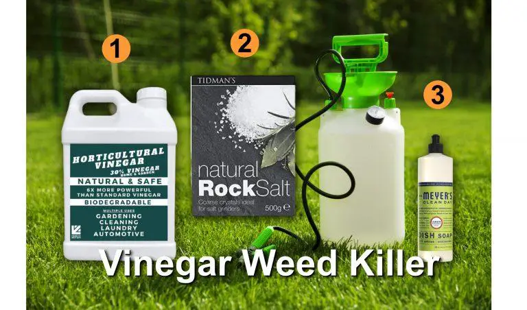 The Best Homemade Vinegar Weed Killer Recipe