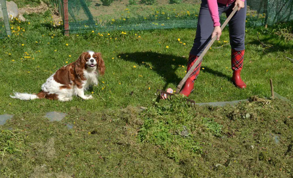 Woman and her dog working safely in the garden to clear weeds - weed killer safe around dogs