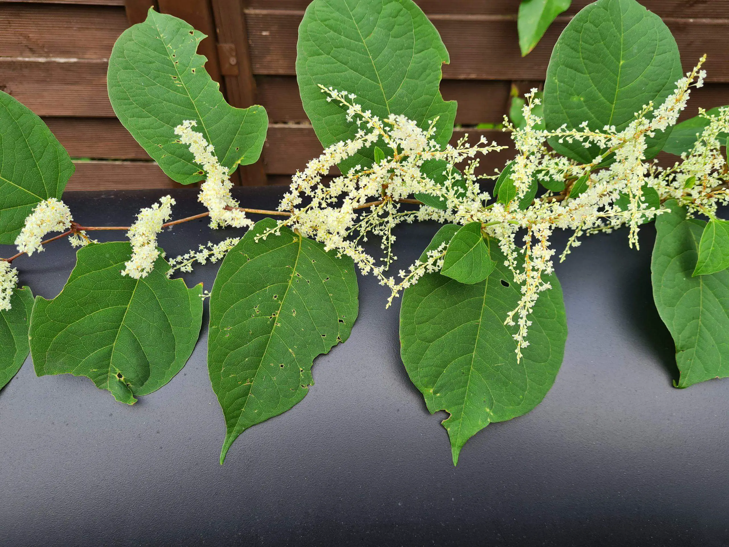 A branch of Japanese knotweed with its flowers and leaves intact