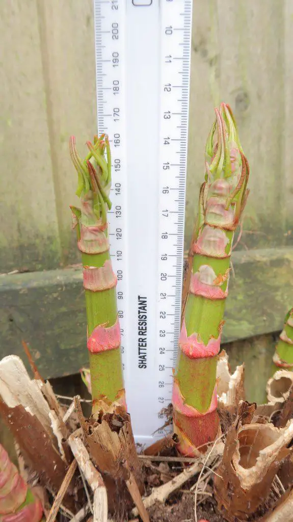 After a few days growth the Japanese knotweed shoots are already at 160mm