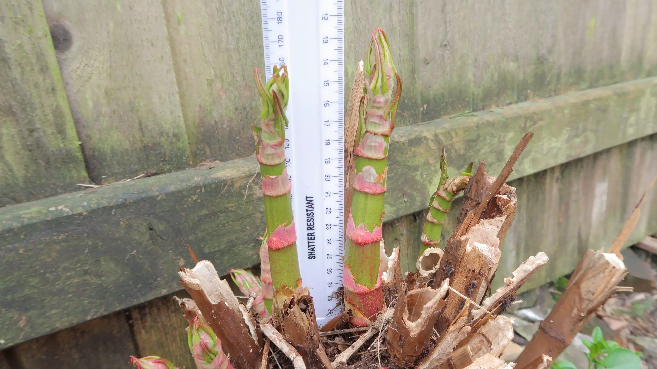 At two weeks the Japanese knotweed shoots are already several inches high