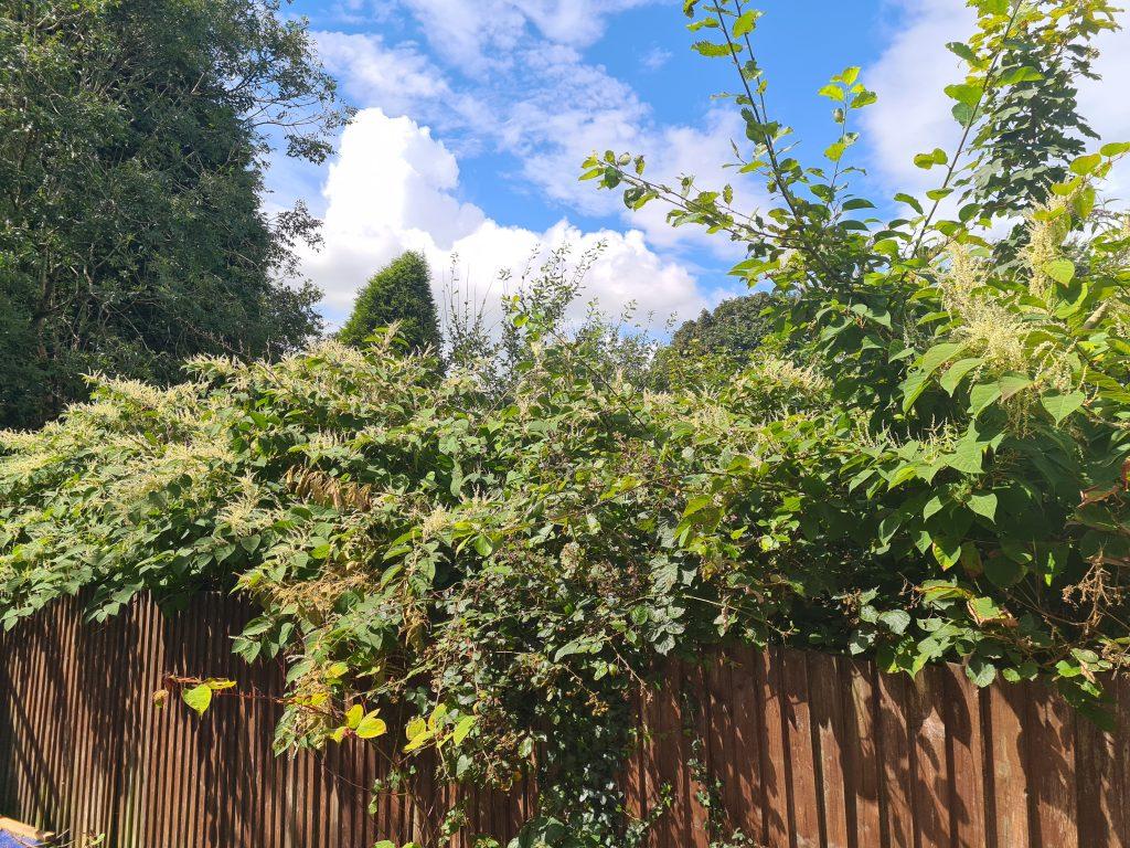 Discover whether you can insure against Japanese knotweed