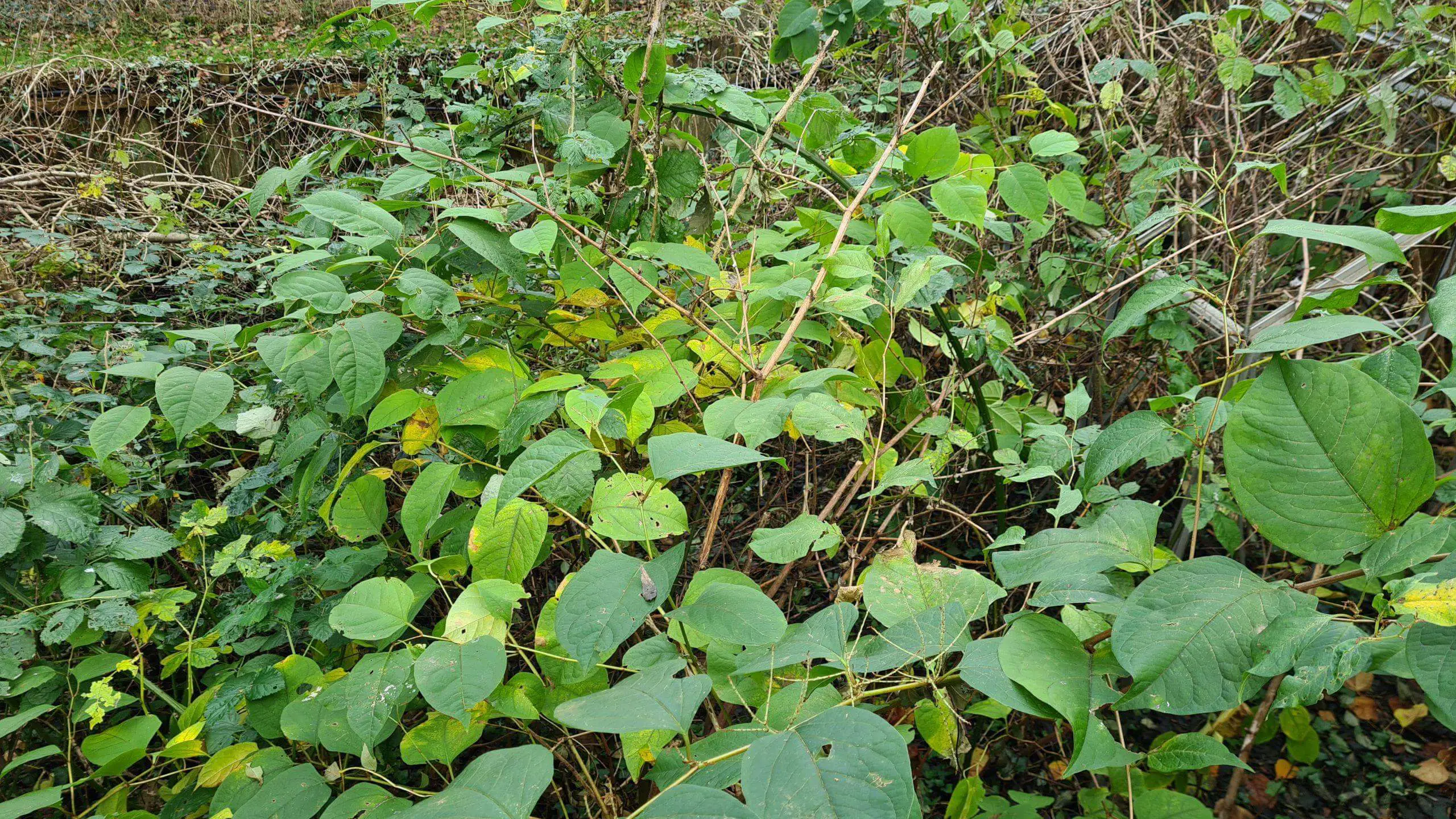 Eradicating Japanese knotweed from your property needs to be a priority in order to prevent it from being devalued