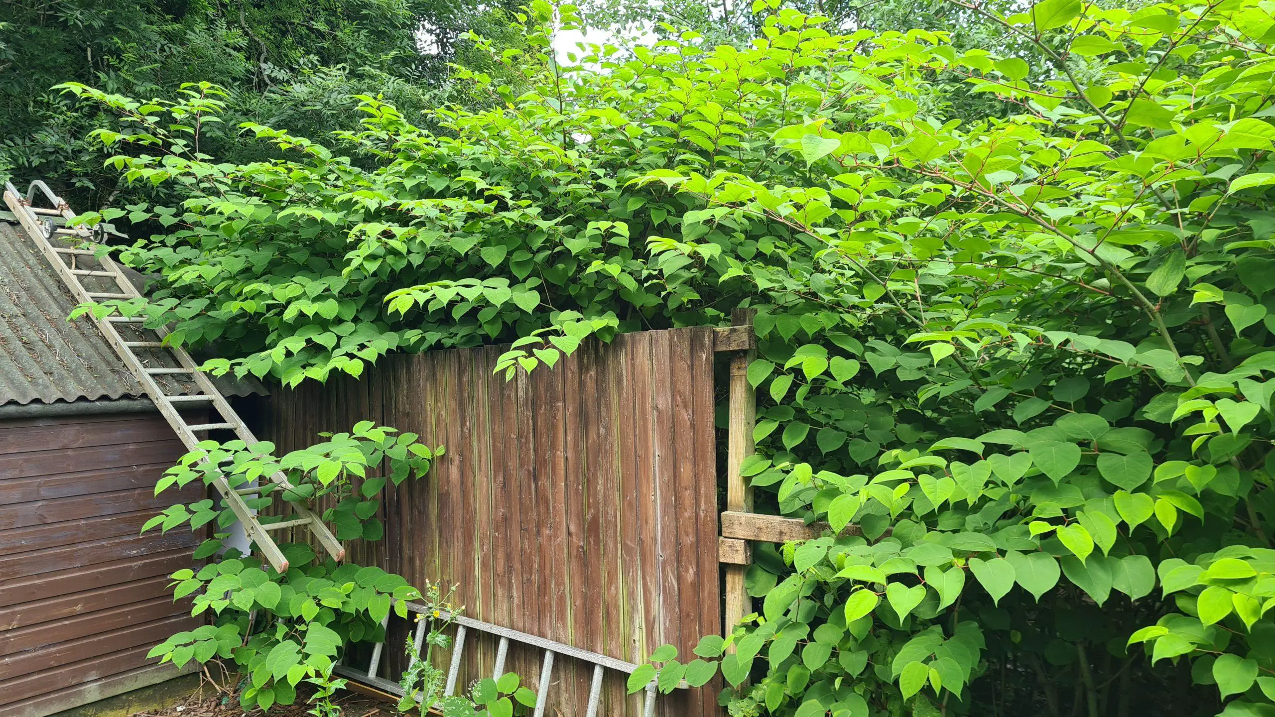 Finding the best method to kill Japanese knotweed on your property scaled