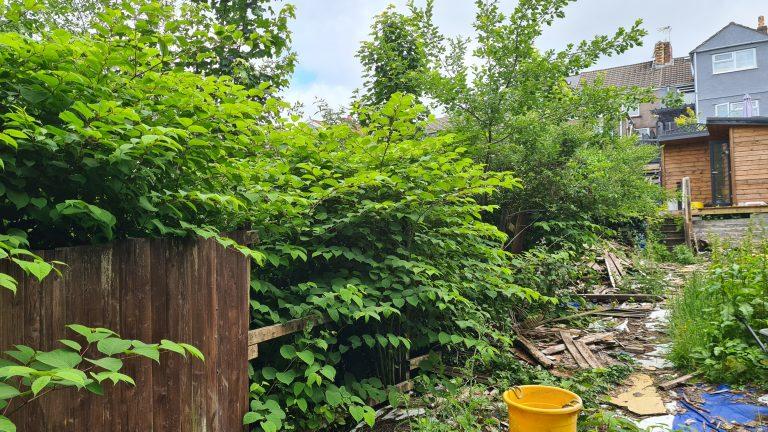 How Can You Prevent Japanese Knotweed from Invading Your Property