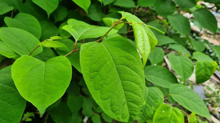 How Long Does it Take to Kill Japanese Knotweed?