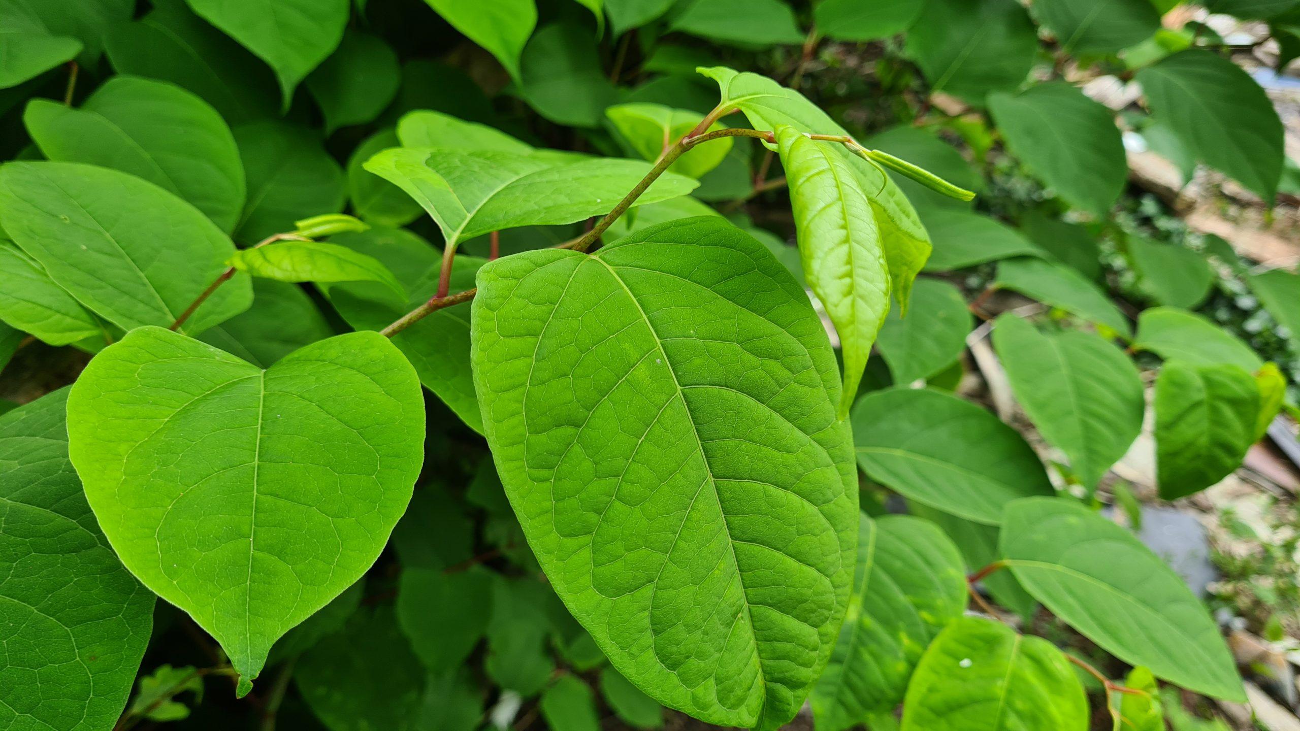 How Long Does it Take to Kill Japanese Knotweed