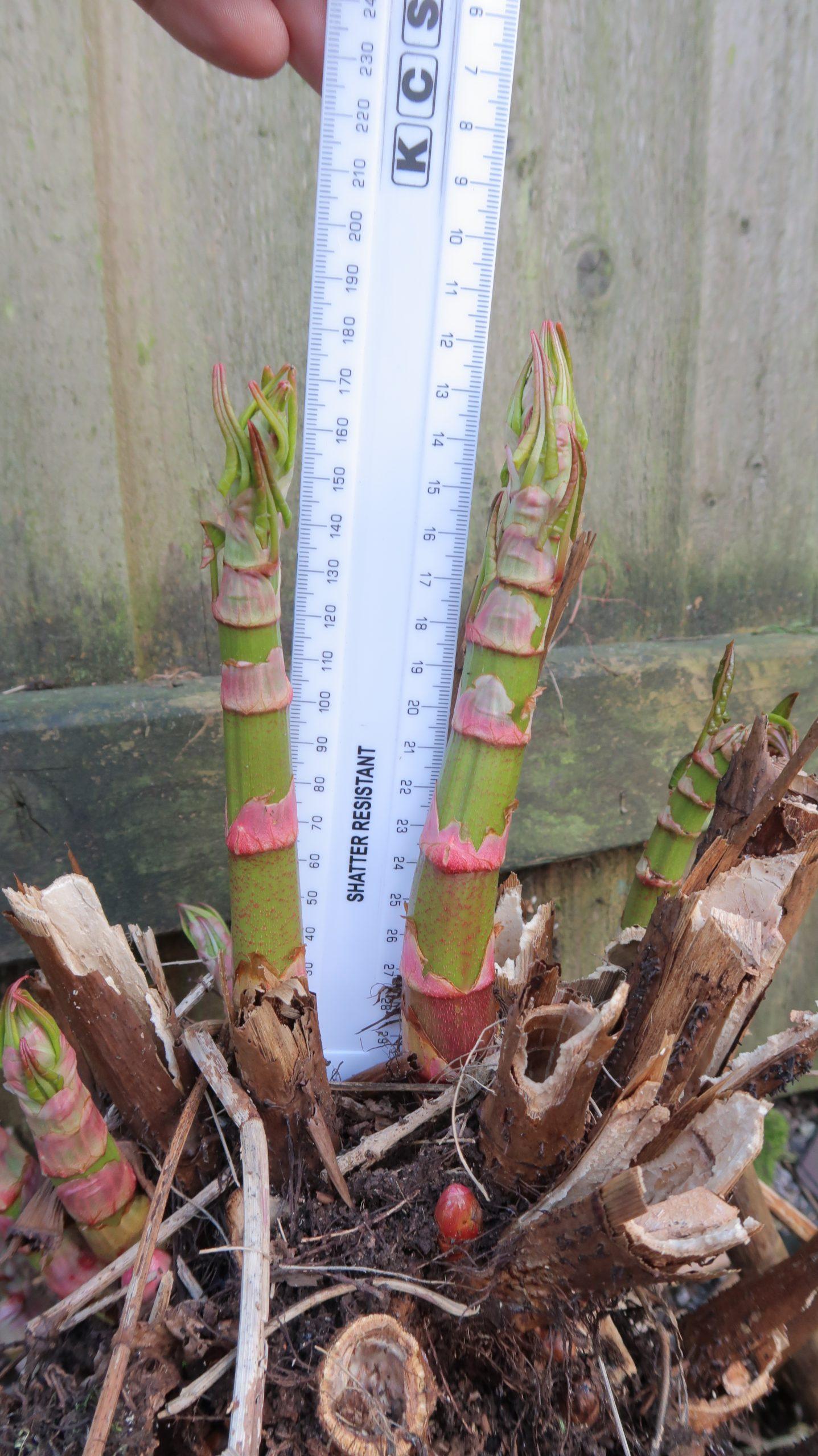 How Tall Can Japanese Knotweed Grow To