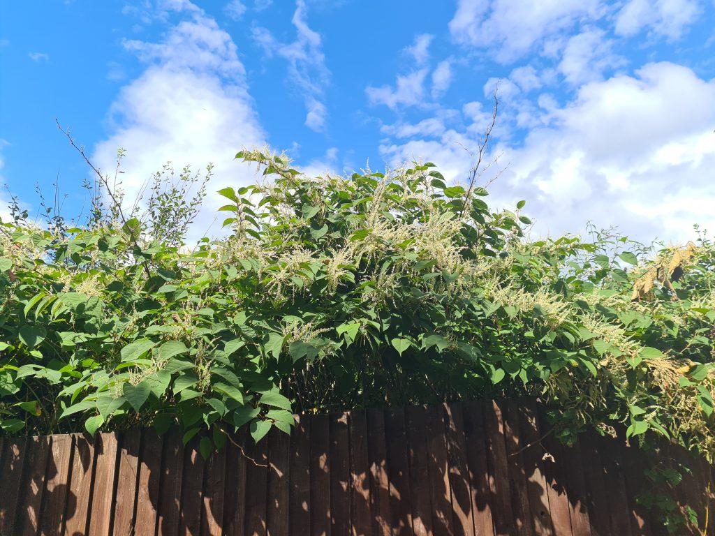 How much does Japanese knotweed cost to remove when it consumes so much of your garden?