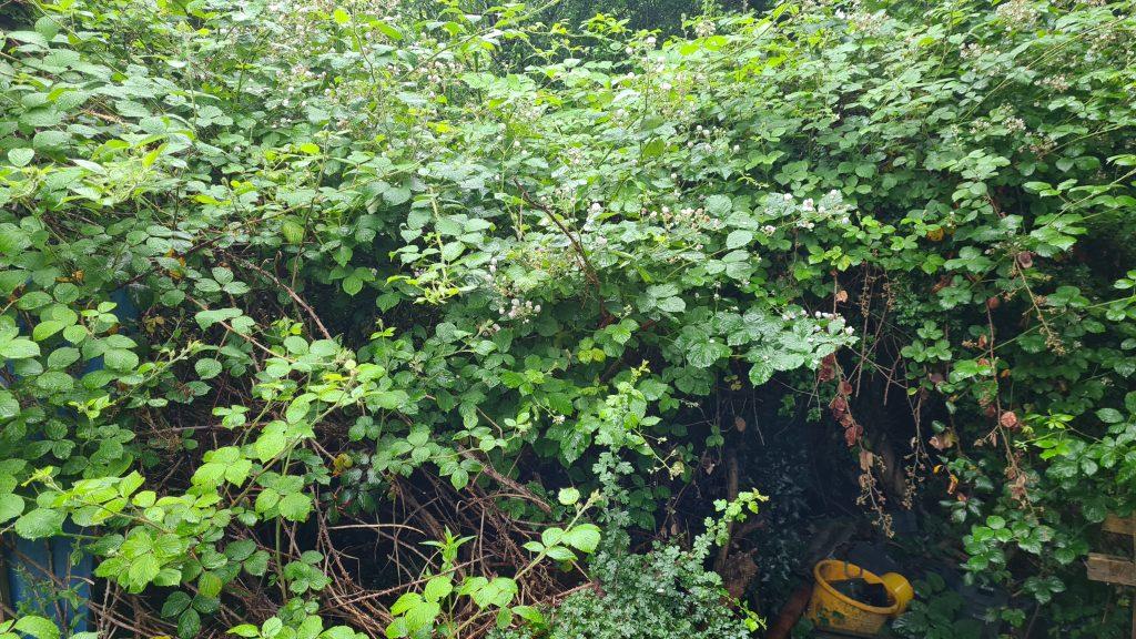Is Japanese knotweed dangerous to your property and its value - in short, yes