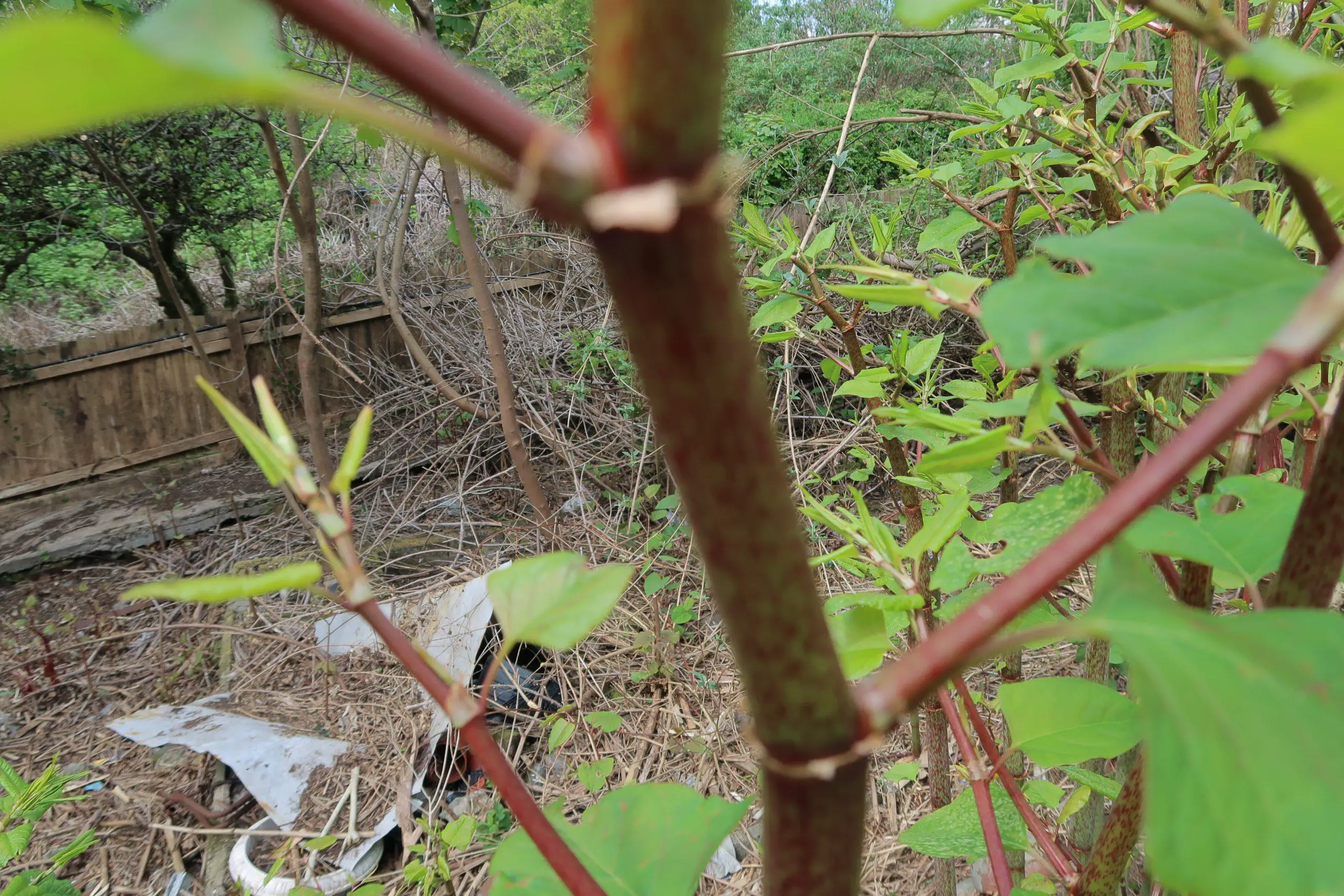 Is Japanese knotweed poisonous or not scaled