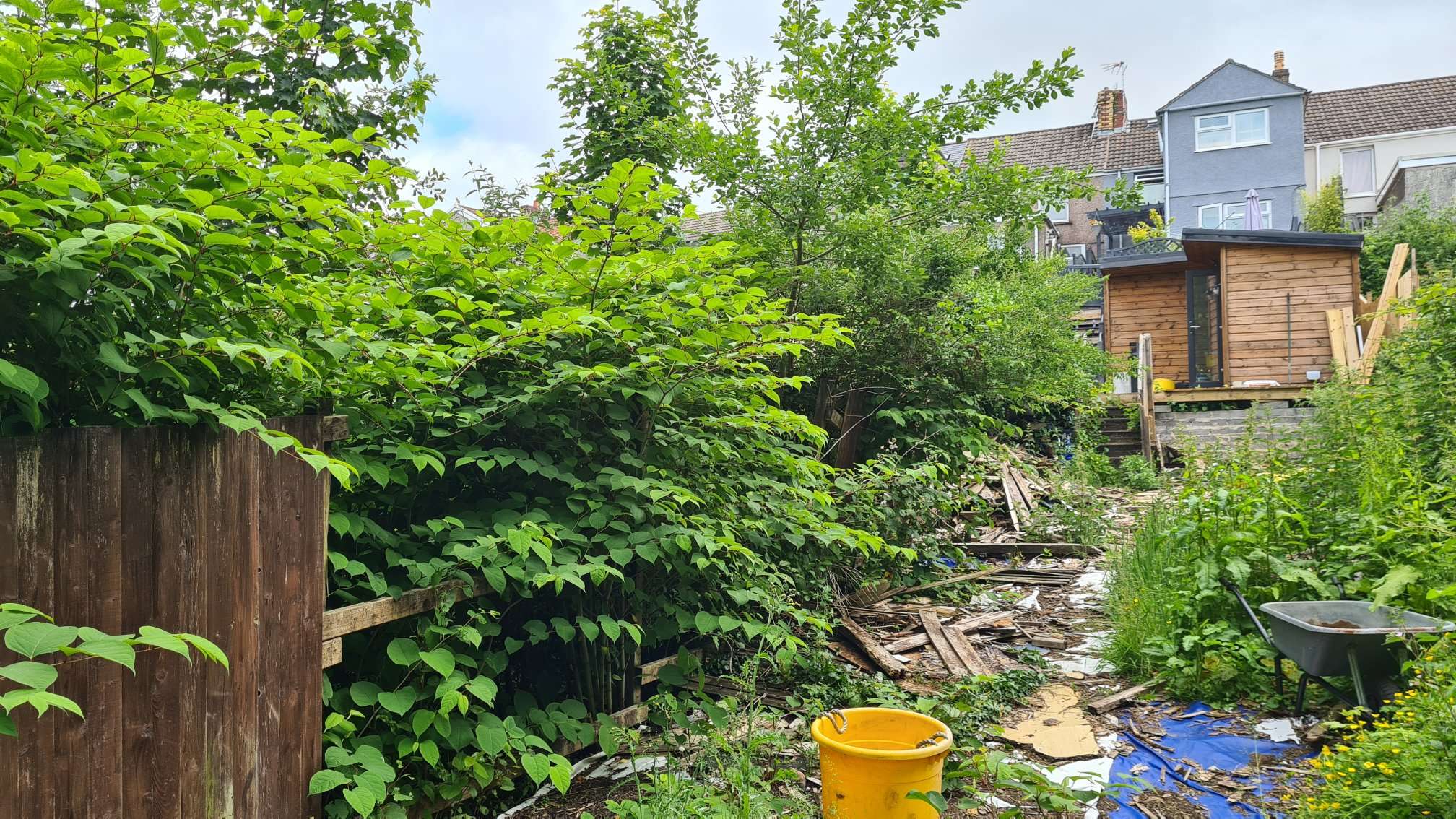 It's always best to disclose Japanese knotweed on your property