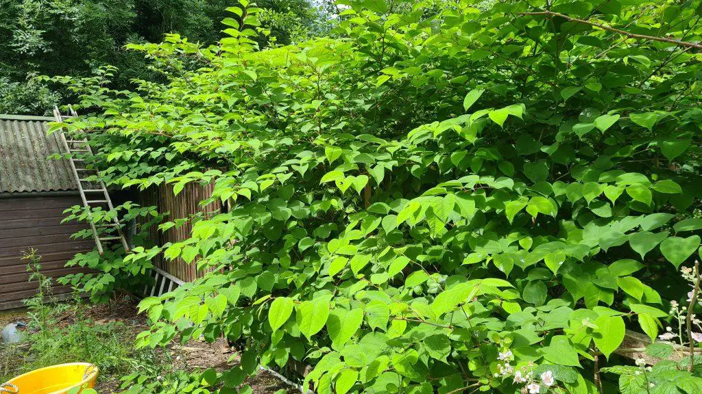 It's easy to see how Japanese knotweed can consume land on a property and eradicate all other plant life