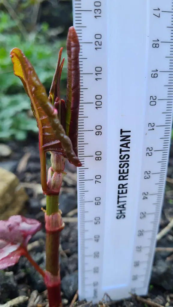 Japanese knotweed at 7 days growth