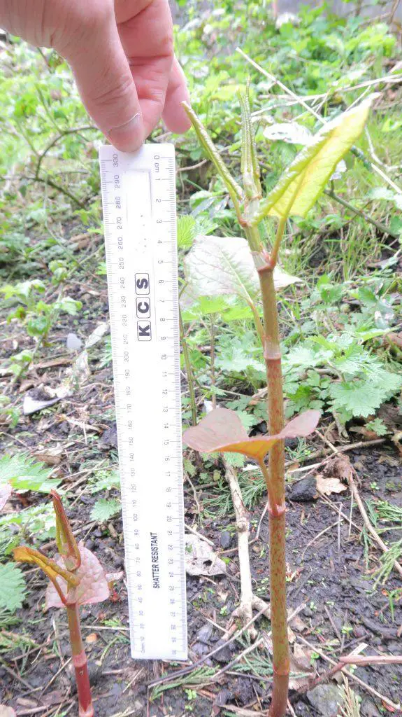 Japanese knotweed at 18 days growth