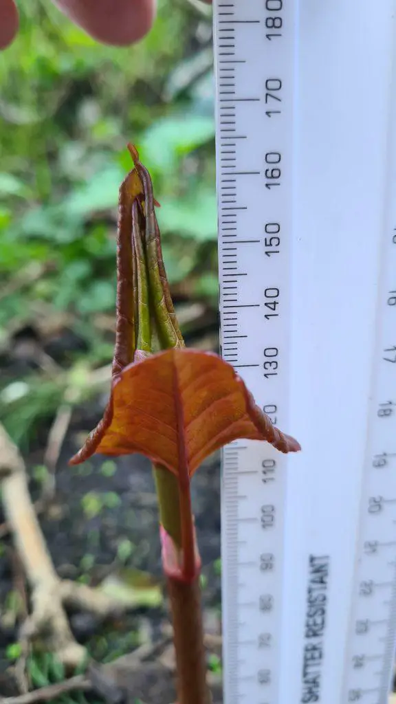 Japanese knotweed at 10 days growth