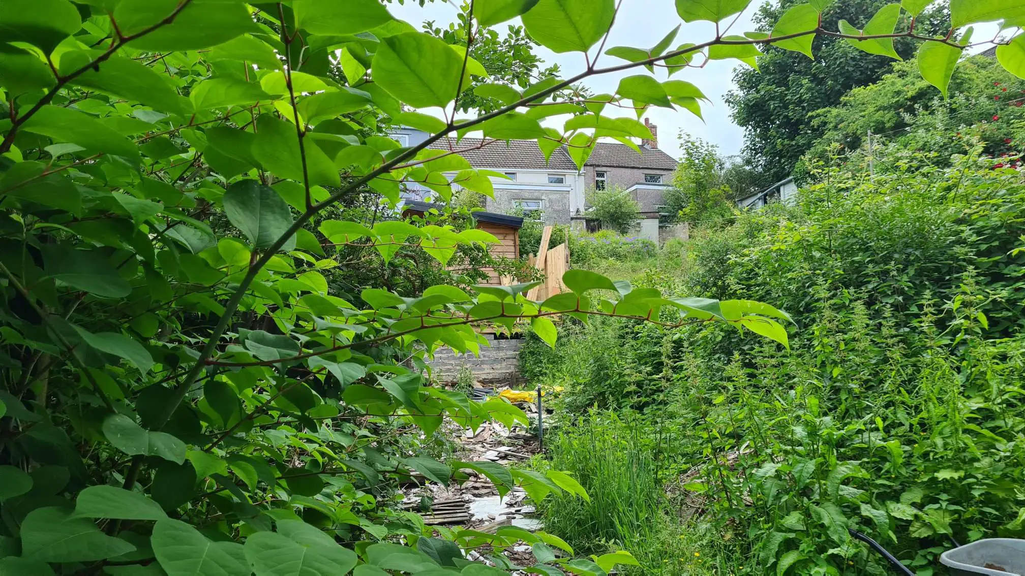 Japanese knotweed can consume a garden and encroach quite quickly into neighbouring properties too