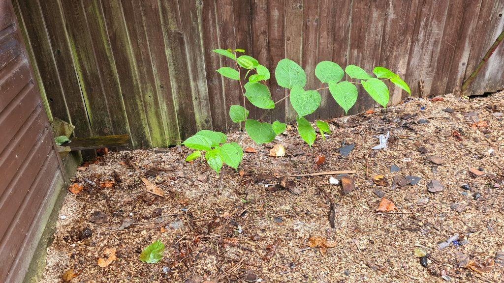 Japanese knotweed easily spreads within your garden but is Japanese knotweed poisonous