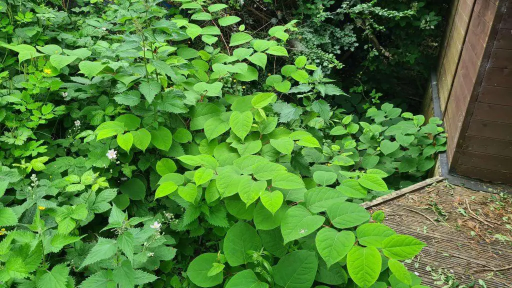 Japanese knotweed encroaching into a garden and preventing any other plantlife from growing