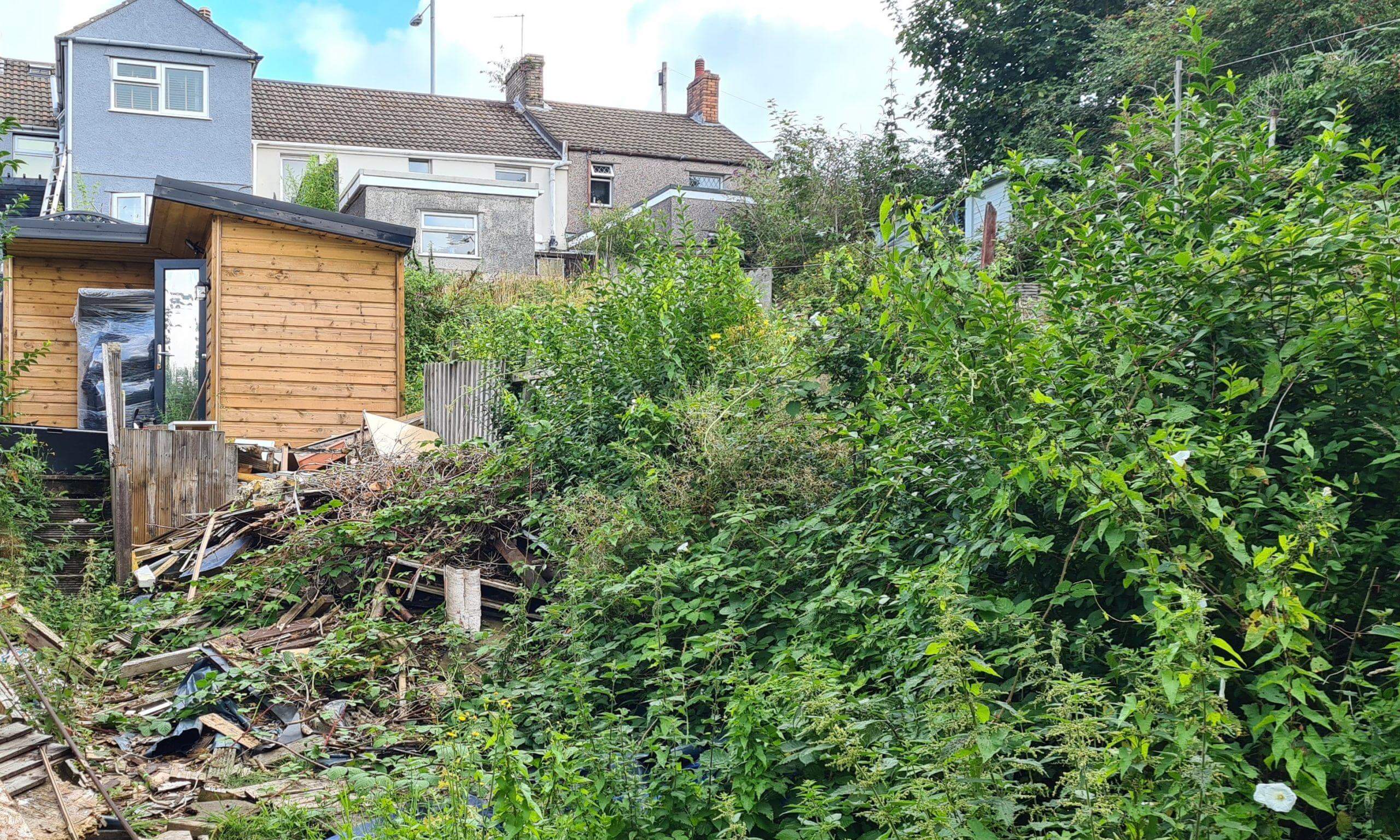 Japanese knotweed property damage to you and your neighbour's property