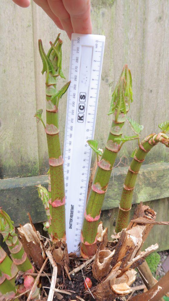 Japanese knotweed shoots 2 days later