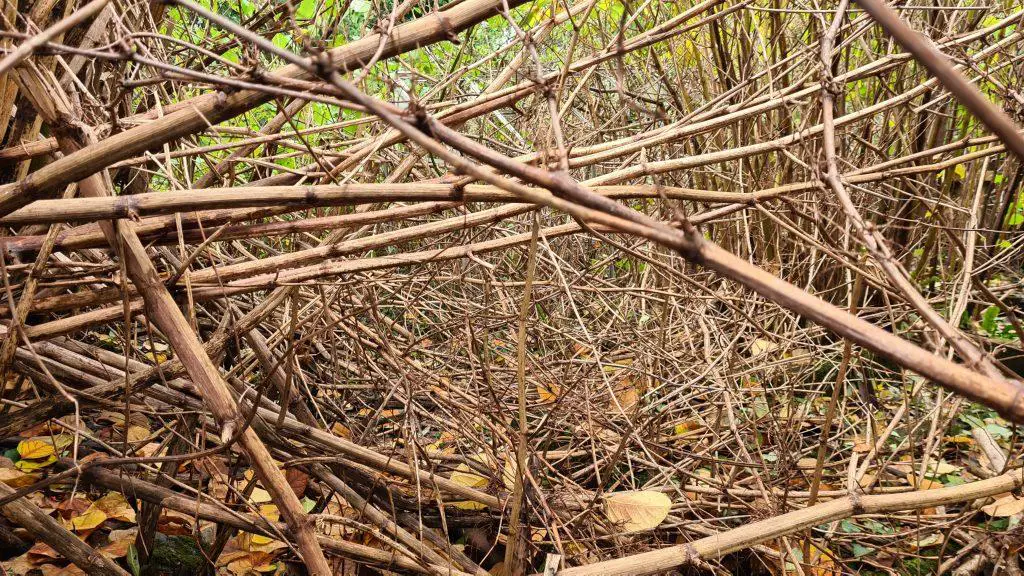 Japanese knotweed stems in winter still consume a garden even when dead