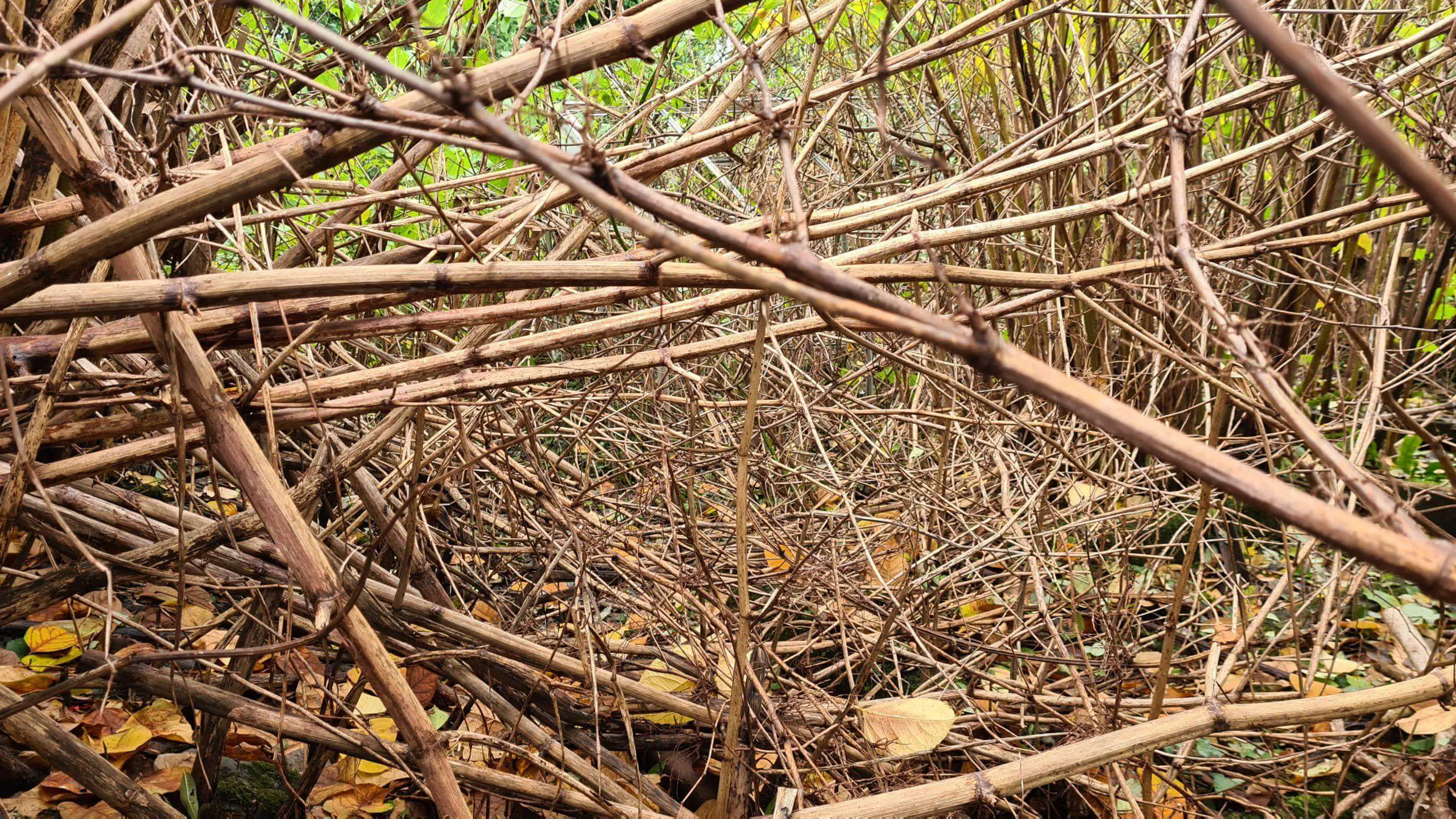 Japanese knotweed stems in winter still consume a garden even when dead