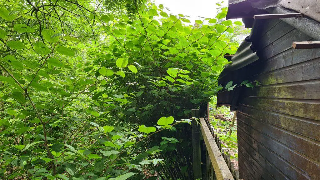 Knotweed on a property and invading a neighbour's property too