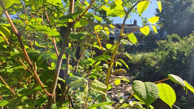What to do if You Discover Japanese Knotweed on a Property You Wish to Buy?