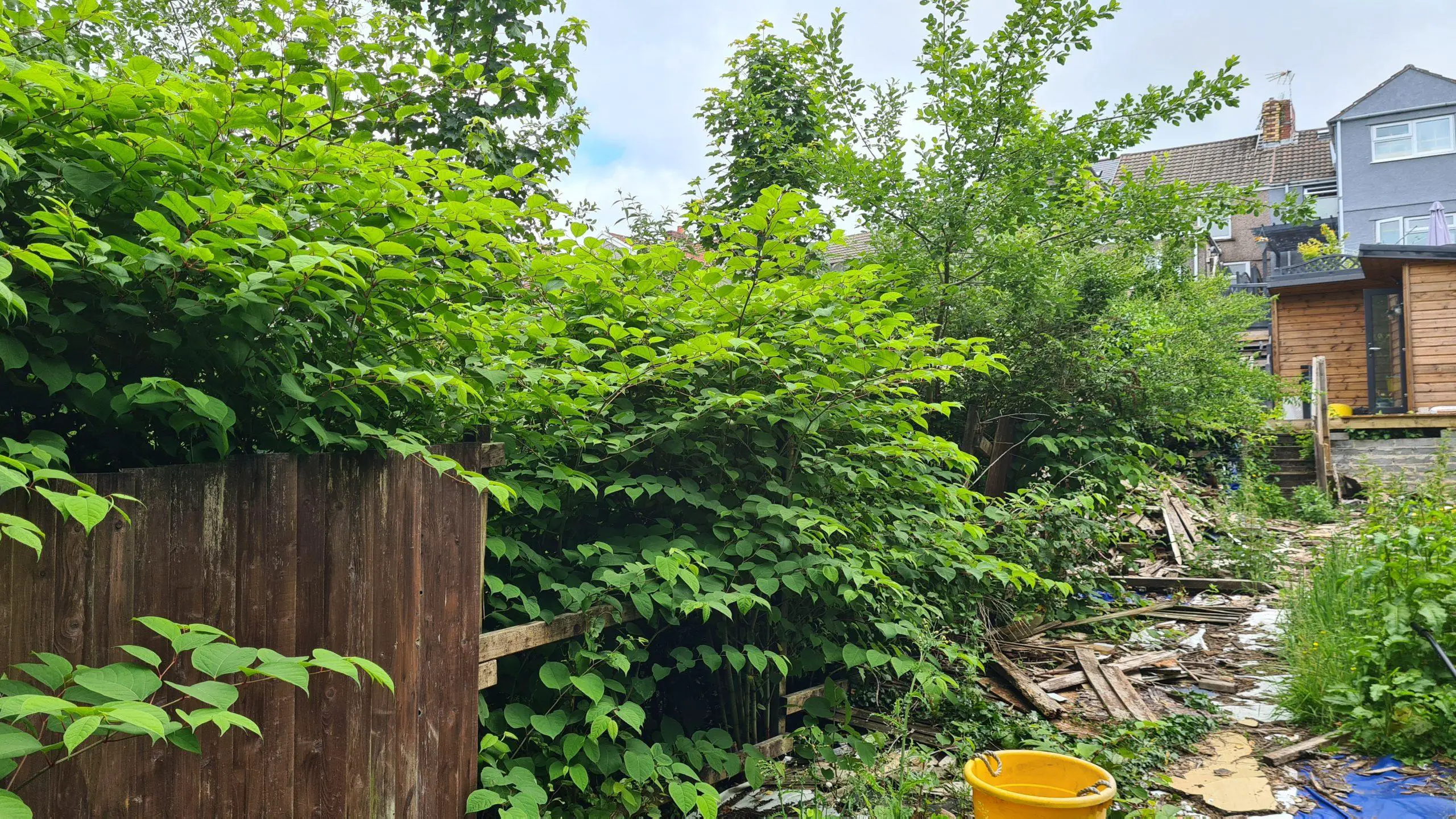 The need to kill Japanese knotweed on your property to prevent it from consuming your land too