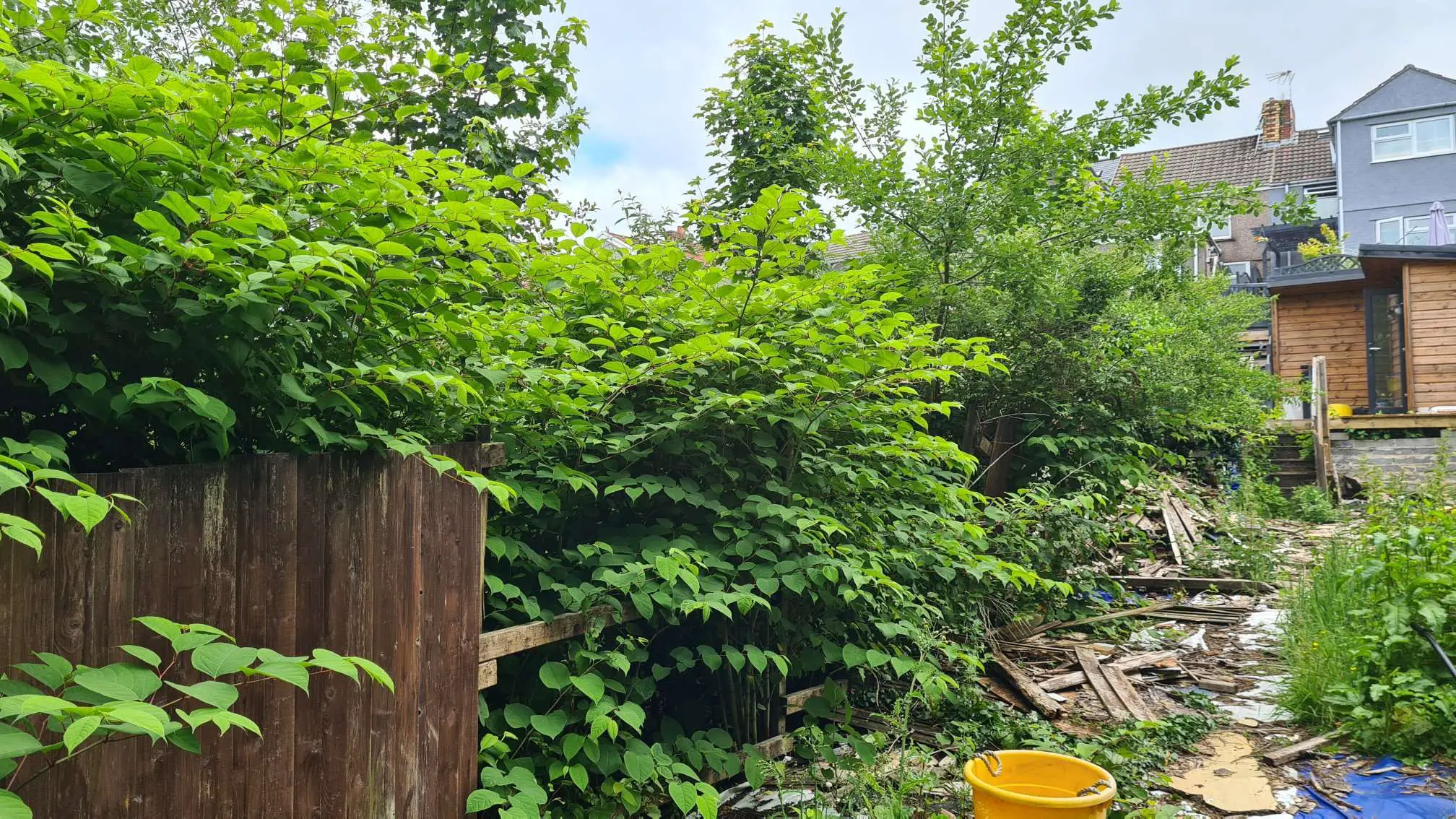 What to do if you discover Japanese knotweed on a property you are selling