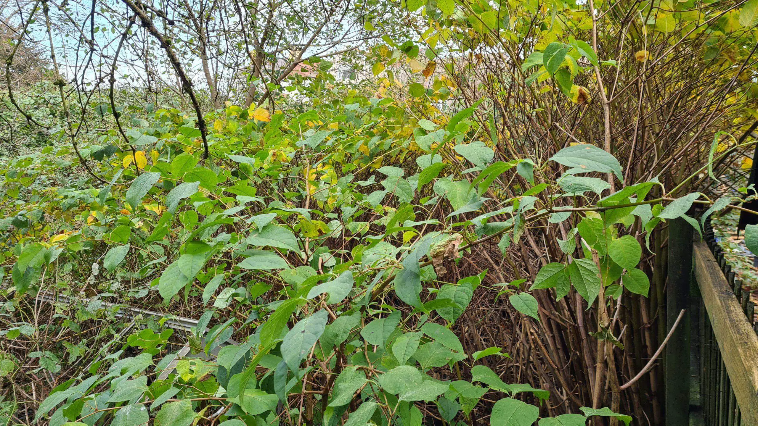 Why Japanese knotweed is a problem on your property