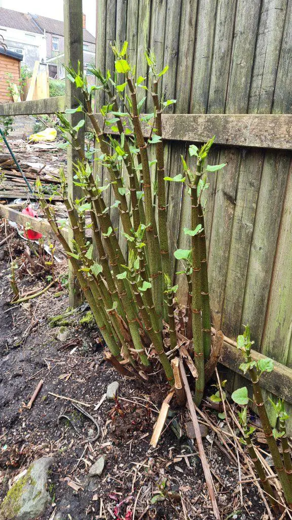 A fresh clump of Japanese knotweed can grow and spread over an area so quickly that it becomes a danger to both property and buildings