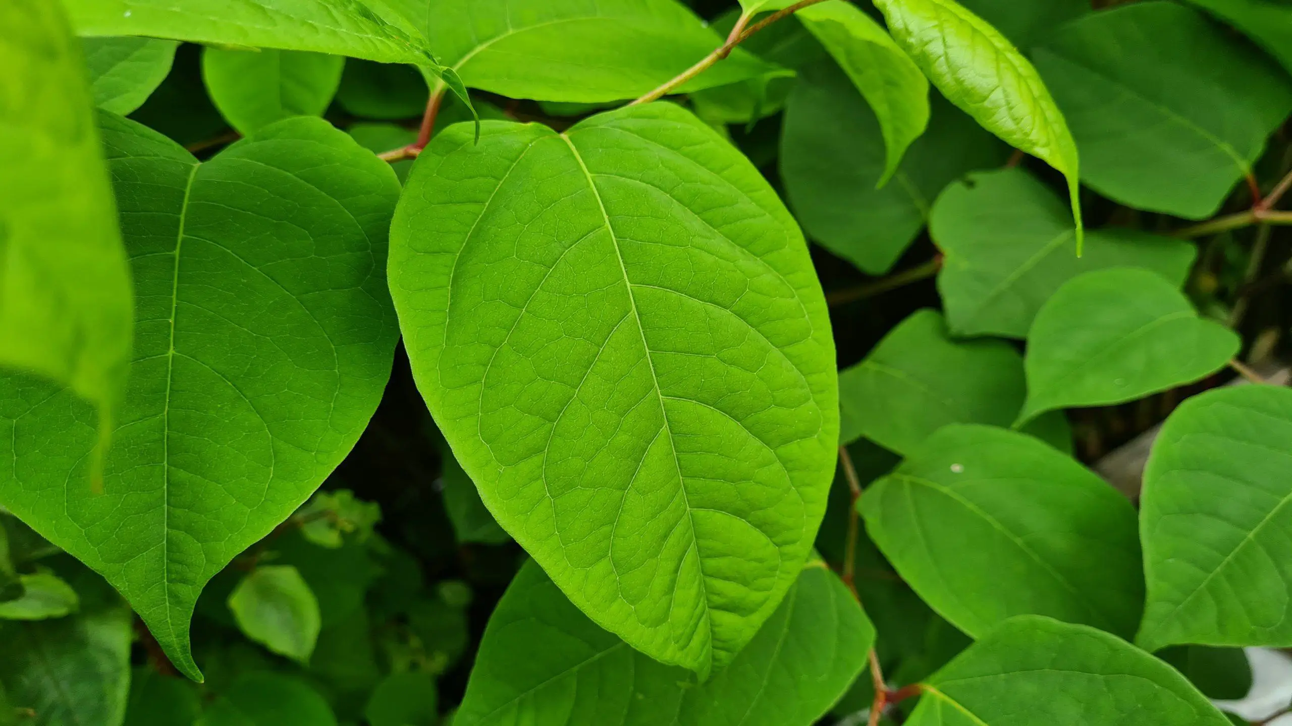 Apply herbicide to the leaves of the Japanese knotweed to kill it