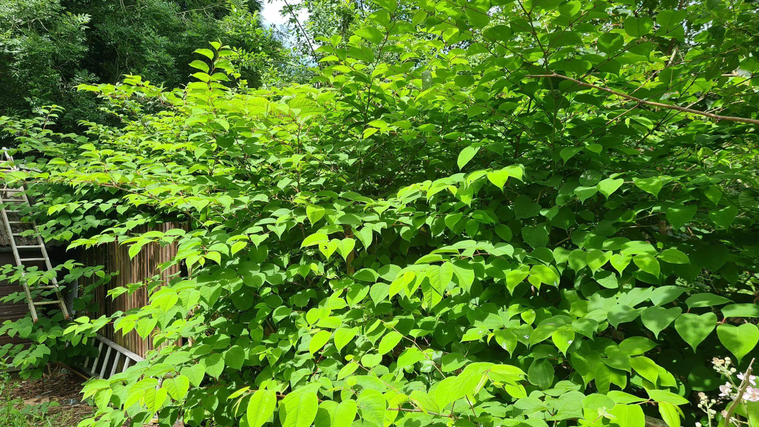 Choose the best weed killer to kill Japanese knotweed scaled