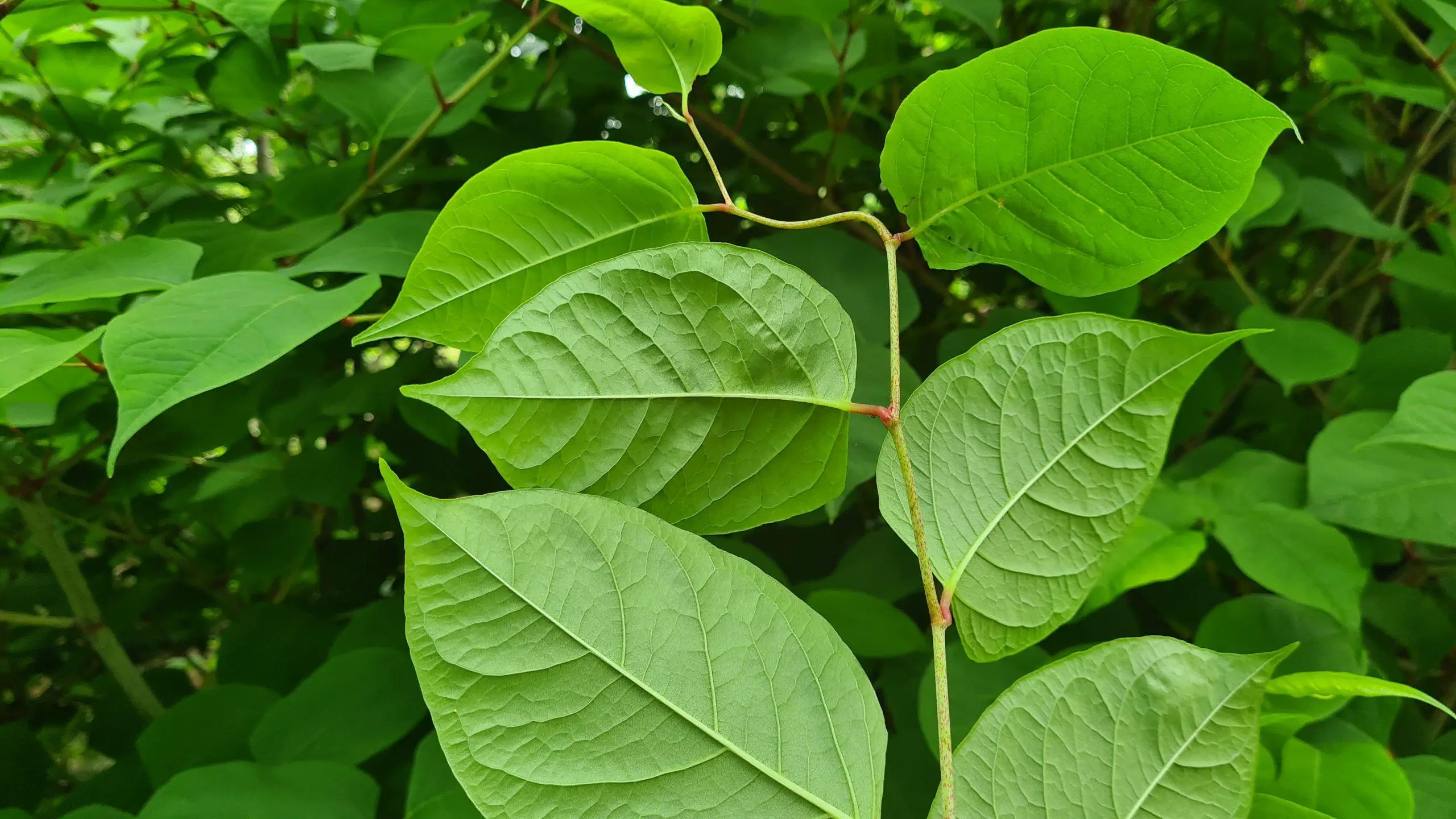 Discover if is Japanese knotweed dangerous to property, pets and humans