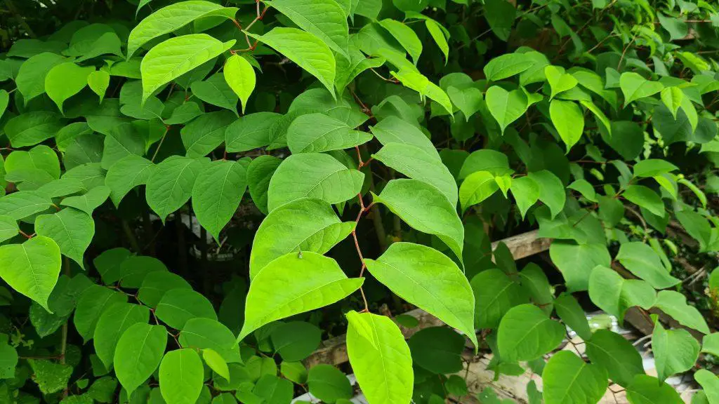 Finding the right weed killer to kill Japanese knotweed will help start the process of reclaiming your garden scaled