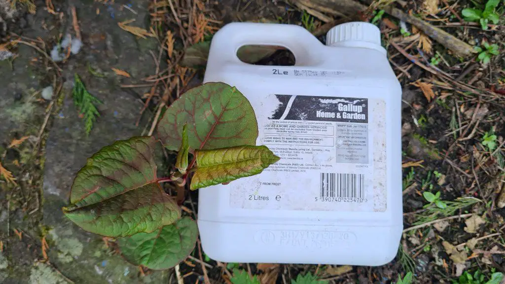 Gallup Glyphosate weed killer is the best weed killer that kills Japanese knotweed effectively