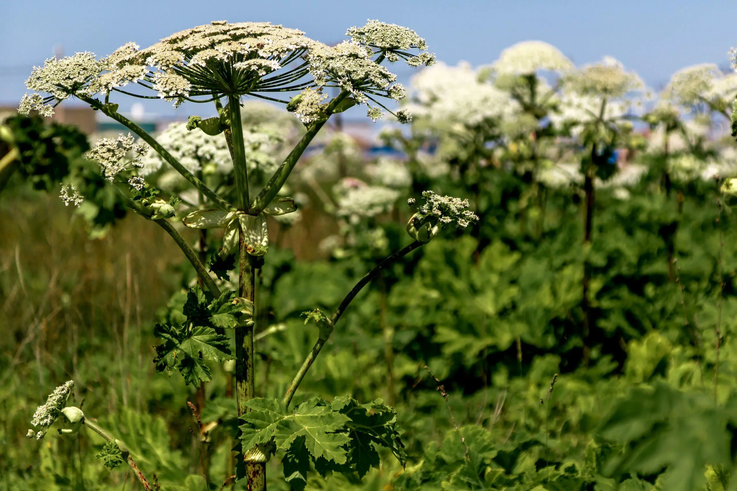 Giant Hogweed growing wild in a field