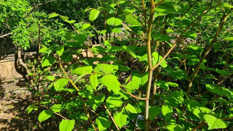Growth Chart of Japanese Knotweed over the UK