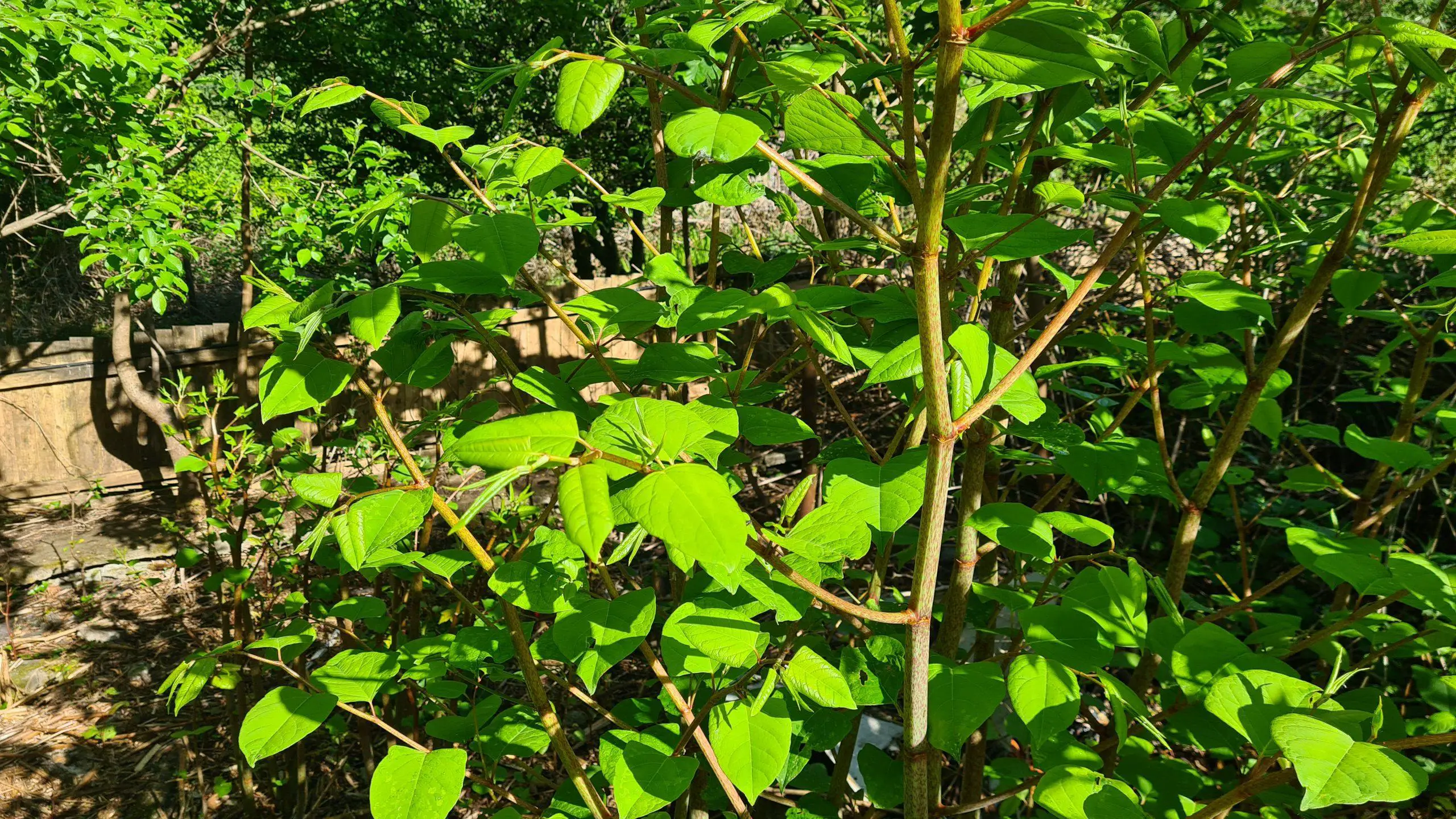 Growth chart of Japanese knotweed spread within the UK and how much of problem it is