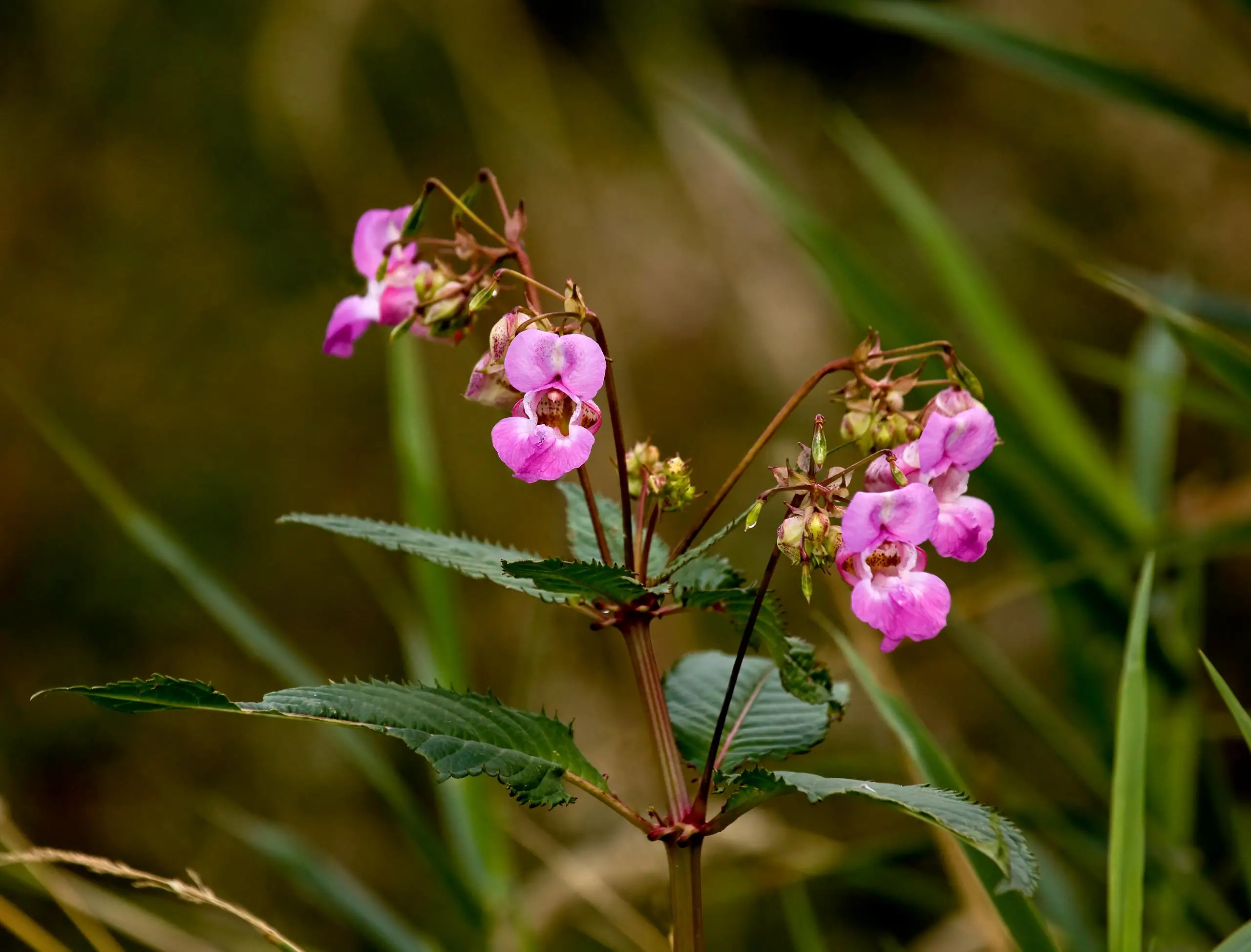 Himalayan Balsam, an invasive weed in the UK