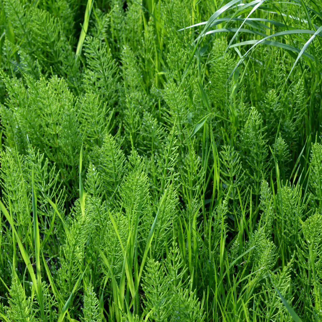 Horsetail Equisetum, a bright green invasive weed