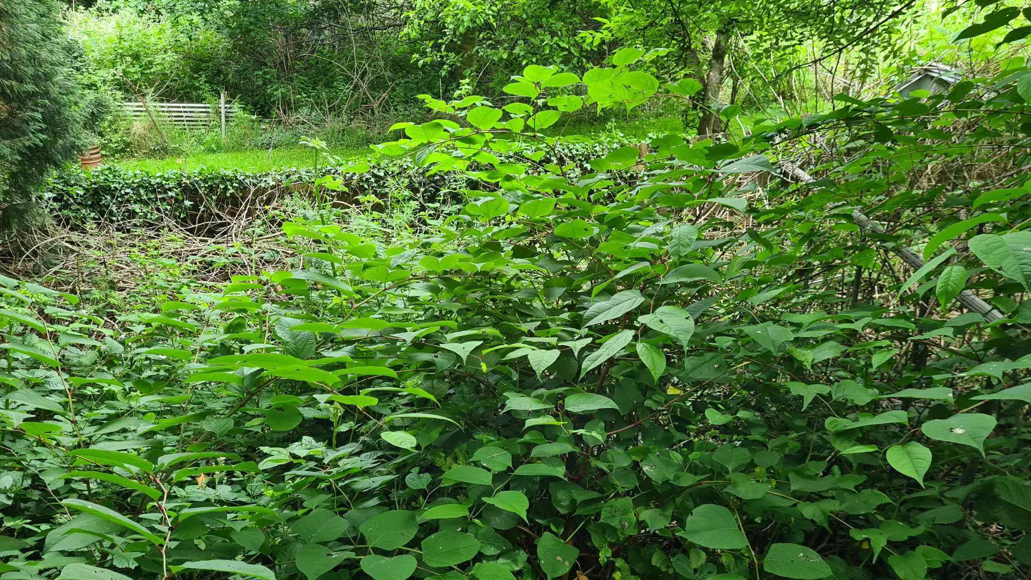Japanese knotweed can consume your property and any property linked to it