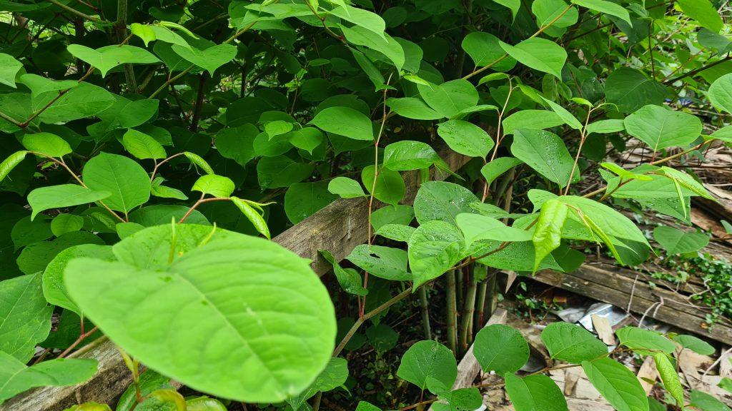 Japanese knotweed can spread fast and consume a large area of your property unless you act now