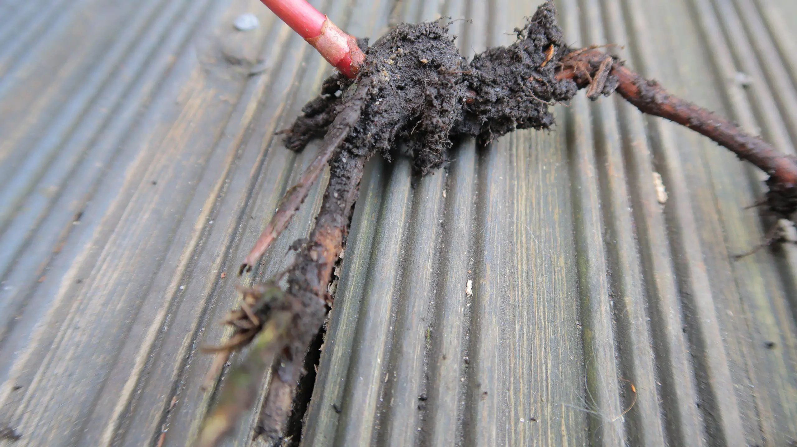 Japanese knotweed roots spread far and wide which makes them difficult to remove scaled